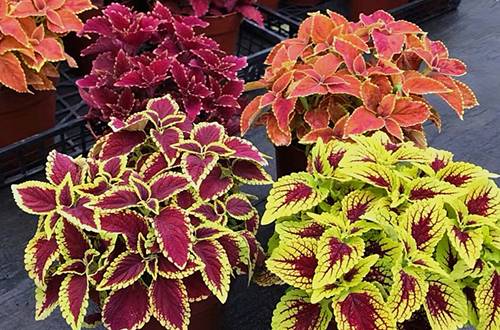 ��Ҷ�ݵĶ�����������