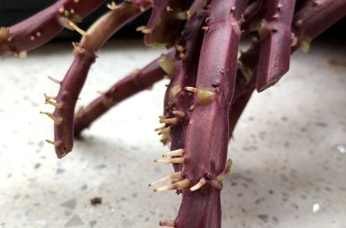 ��Ҷ�ݵĶ�����������