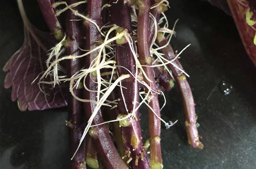 ��Ҷ�ݵĶ�����������