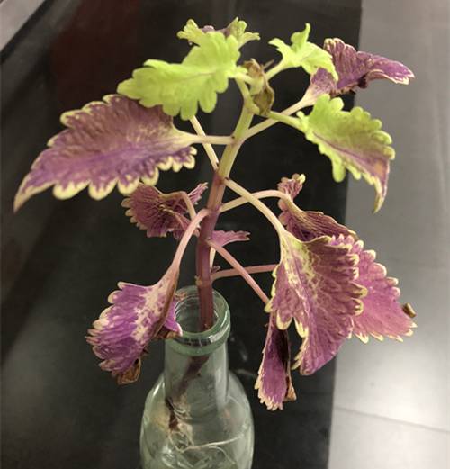 ��Ҷ�ݵĶ�����������