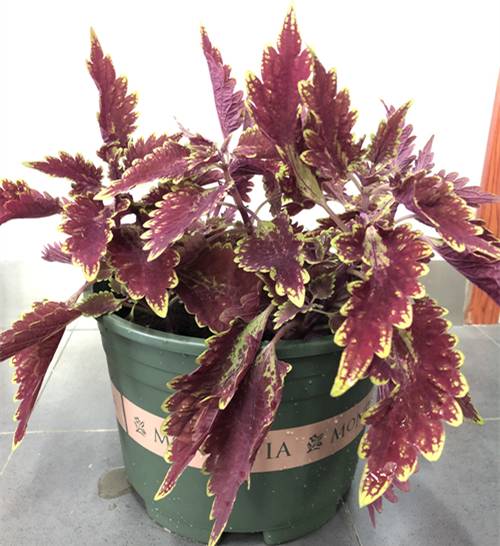 ��Ҷ�ݵĶ�����������