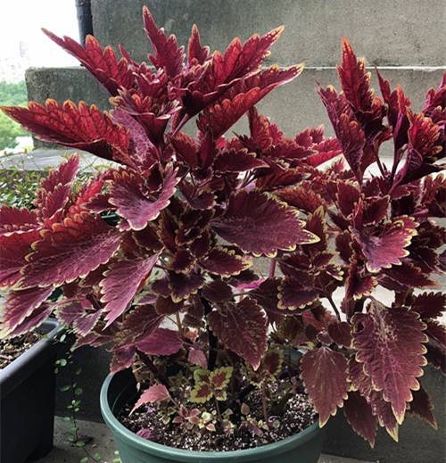 ��Ҷ�ݵĶ�����������