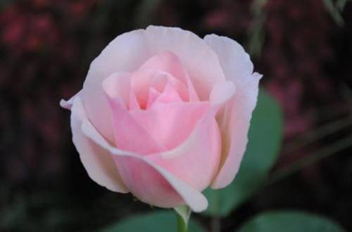 õ�廨����ô�ֳɻ��ʸ�