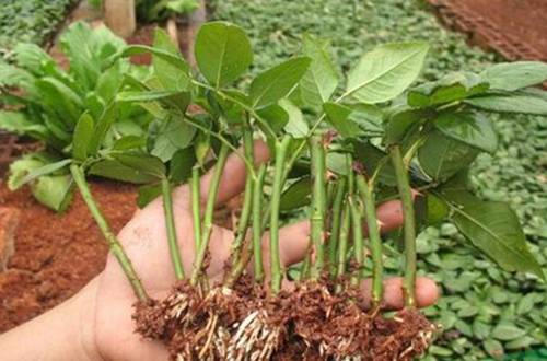 õ�廨����ô�ֳɻ��ʸ�