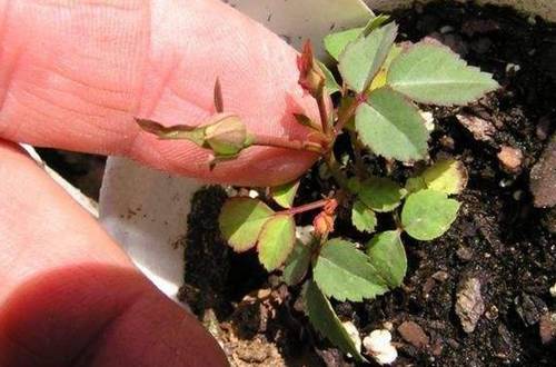 õ�廨����ô�ֳɻ��ʸ�