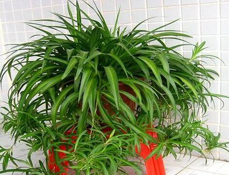 �ﶬ���������������ƻ����ױ���