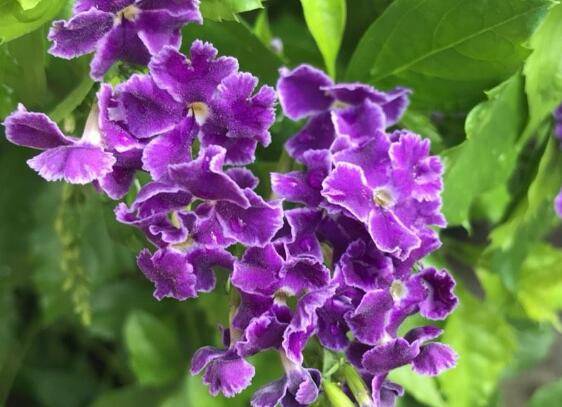 ��˿��¶����ʲô�������