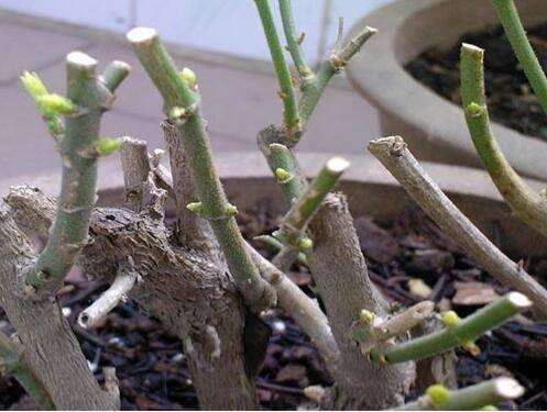 盆栽茉莉花的修剪技巧