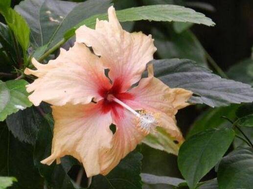 ��ɣ���࿪������������