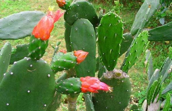 仙人掌什么时候开花?怎么养才会开花