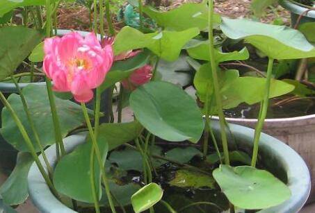 碗莲养护怎么立叶越多开花越多