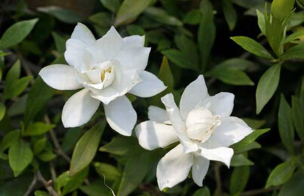 栀子花夏天几天浇一次水