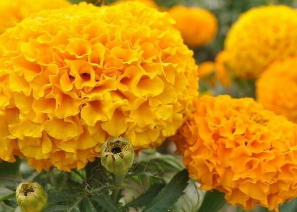 万寿菊不开花是哪些原因引起的