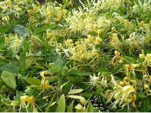 金银花出现异常落叶的四种情况分析