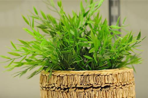 1459142609899493.jpg 刚买回来的花卉怎么养?7大养护技巧必知