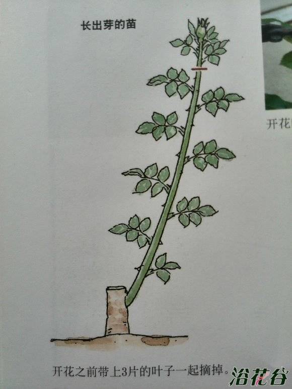 月季摘蕾心得:几种月季摘蕾情况分析