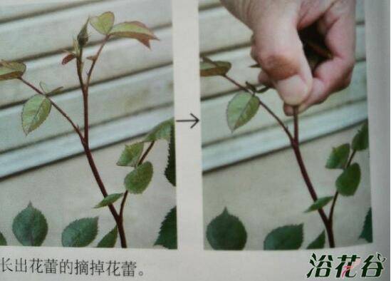 月季摘蕾心得:几种月季摘蕾情况分析