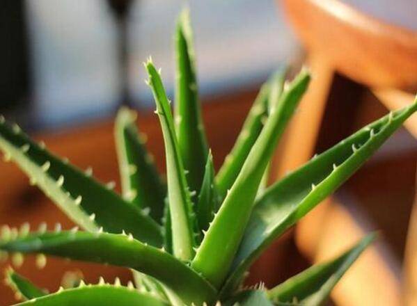 盆栽芦荟施什么肥好?盆栽芦荟的施肥方法