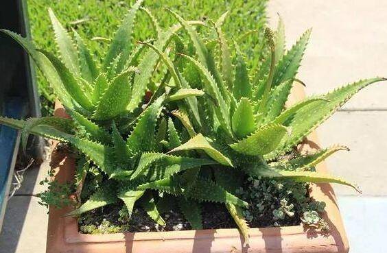 盆栽芦荟施什么肥好?盆栽芦荟的施肥方法