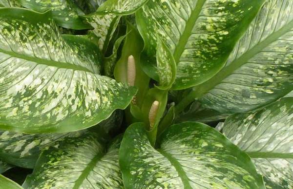 万年青会开花吗?万年青花期什么时候