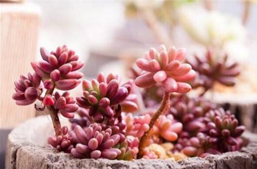 1521773709256985.jpg 多肉植物幼苗的养护要点