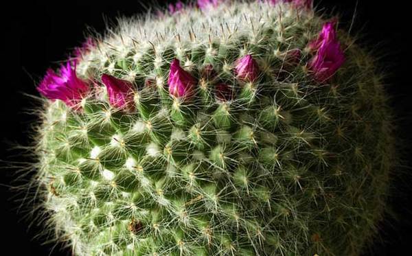 仙人球怎么养开花