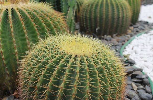 仙人球怎么养开花