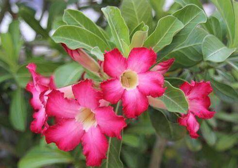 沙漠玫瑰怎么养_养殖方法和注意事项