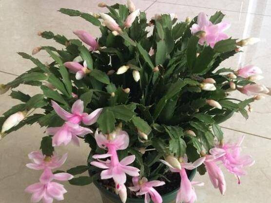 蟹爪兰秋季养护技巧 怎么让蟹爪兰叶片肥厚