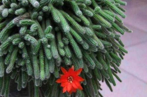 1558261608737177.jpg 仙人指快速开花、多开花养护技巧