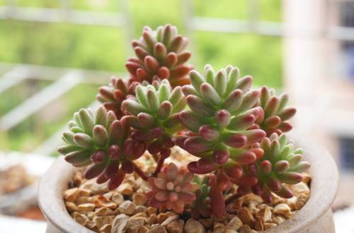 1521774120933617.jpg 虹之玉锦几天浇一次水 正确浇水时间及方法