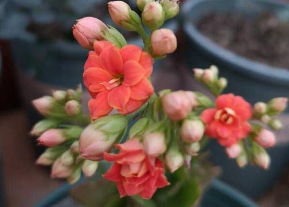 长寿花养几年能开花