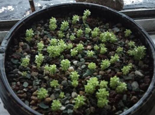 多肉有没有服盆怎么看