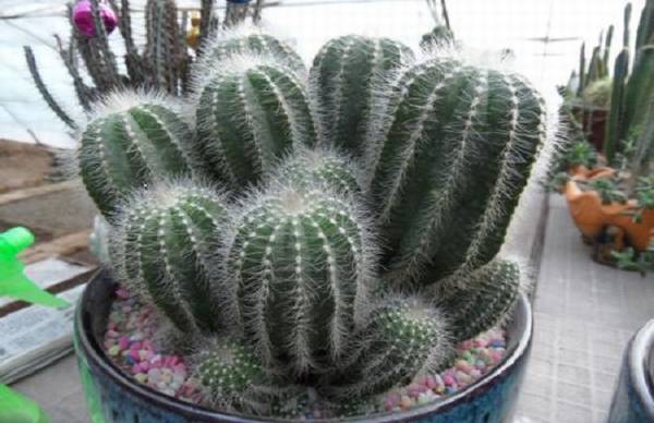 子孙球的正确养殖方法技巧