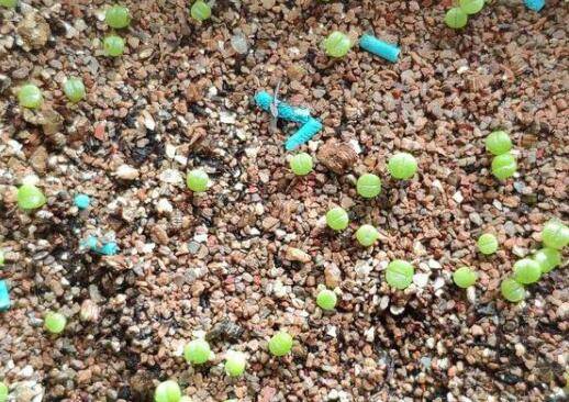 播种多肉小苗的移栽方法