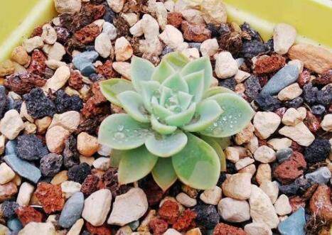 不小心碰掉多肉叶子后的正确养护技巧