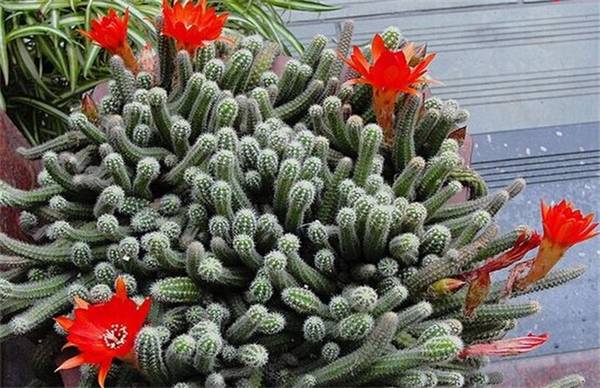 养好仙人指的养殖方法和注意事项