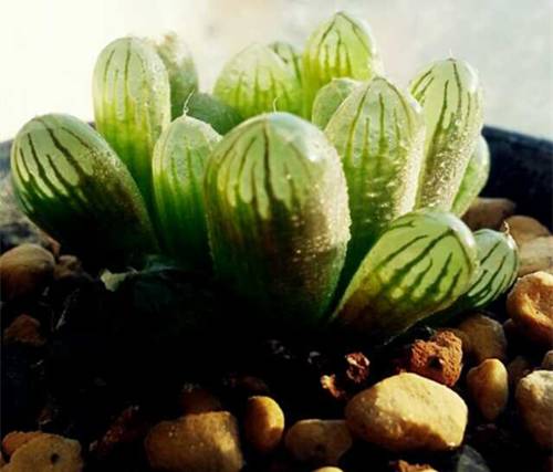 1570589978110492.jpg 十二卷属多肉怎么养好根