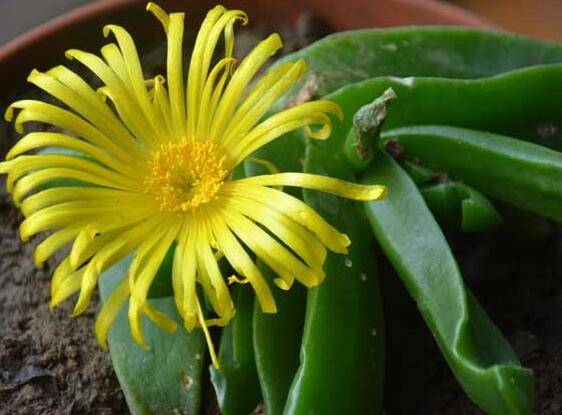 宝绿肥厚多汁的养护技巧