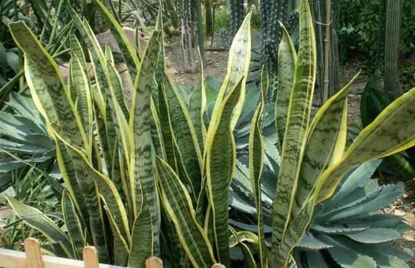 金边虎尾兰的养殖方法和注意事项