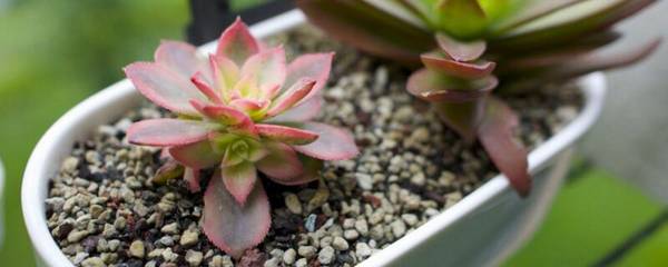 艳日辉爆盆怎么养护?掌握4个要点轻松爆盆