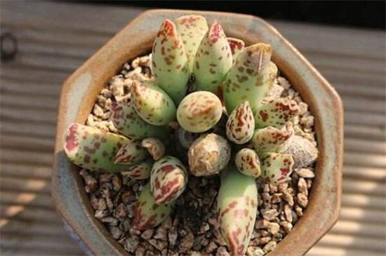 海豹水泡多肉怎么养 必看养殖方法和注意事项