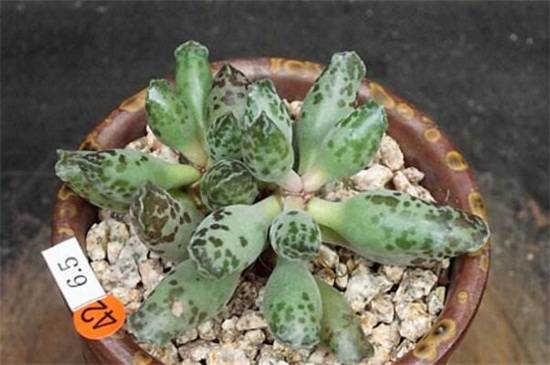 海豹水泡多肉怎么养 必看养殖方法和注意事项