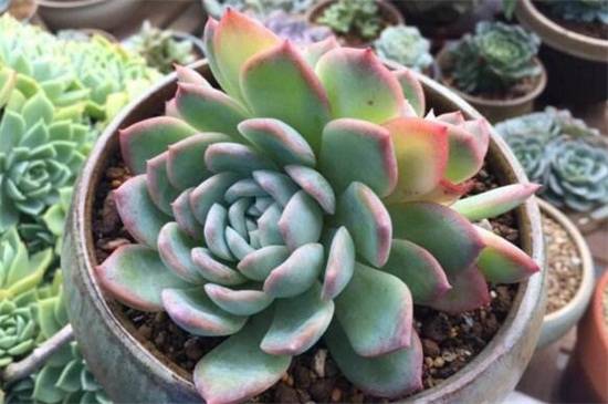 莎莎女王多肉好养吗?莎莎女王的养护技巧