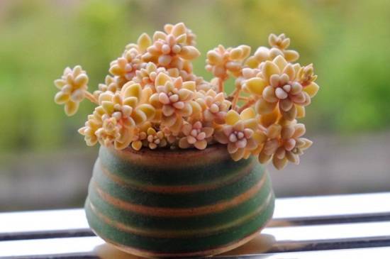 多肉姬秋丽四季浇水方法和注意事项