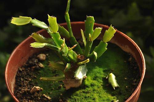 1553923696623745.jpg 春季蟹爪兰干瘪奄奄塌塌怎么办,原因及解决办法介绍