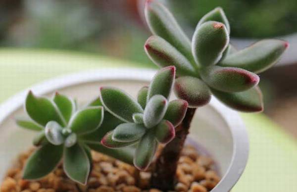 锦晃星怎么养红