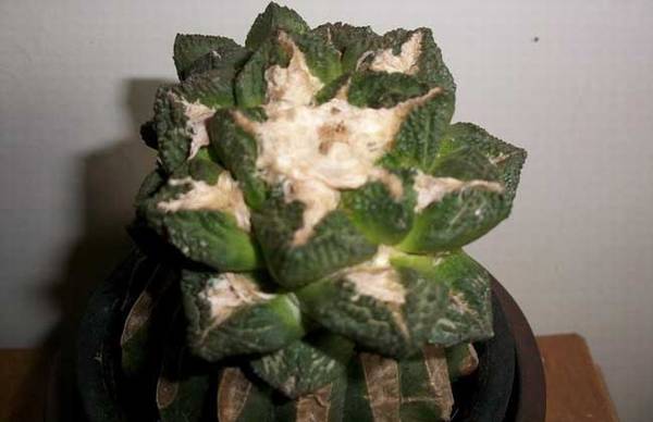 龟甲牡丹好养吗 龟甲牡丹的养殖方法