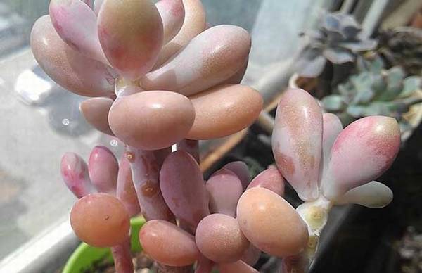 桃之卵怎么养肥