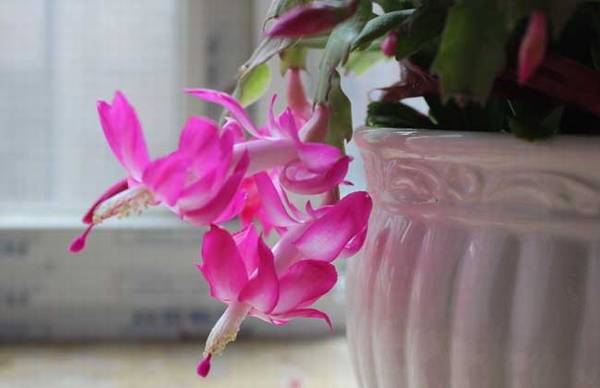 蟹爪兰怎么浇水 蟹爪兰的正确养殖方法